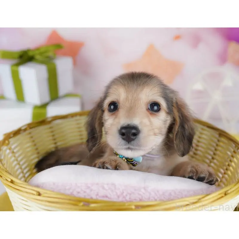 販売中の東京都のミックス犬-453395の4枚目