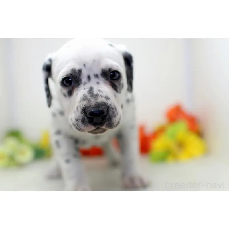 販売中の埼玉県のダルメシアン-452393の5枚目