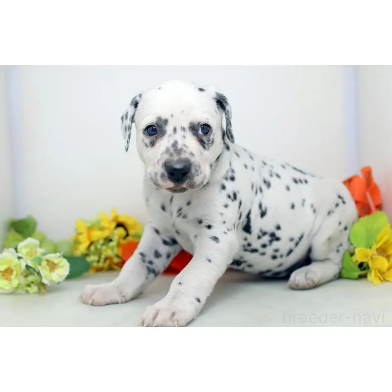 販売中の埼玉県のダルメシアン-452393の4枚目