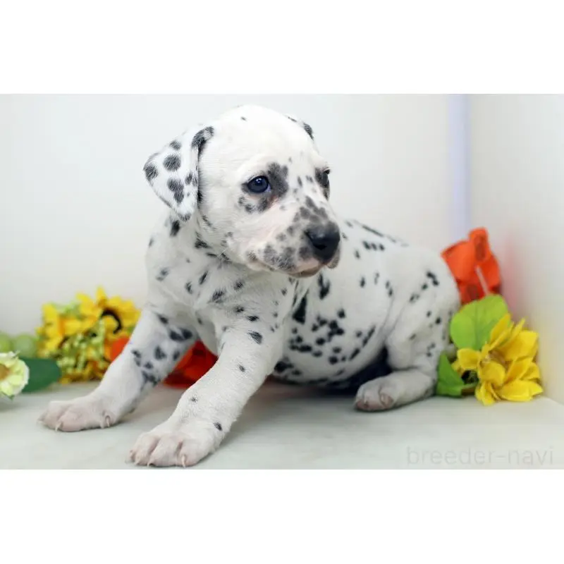 販売中の埼玉県のダルメシアン-452393の3枚目