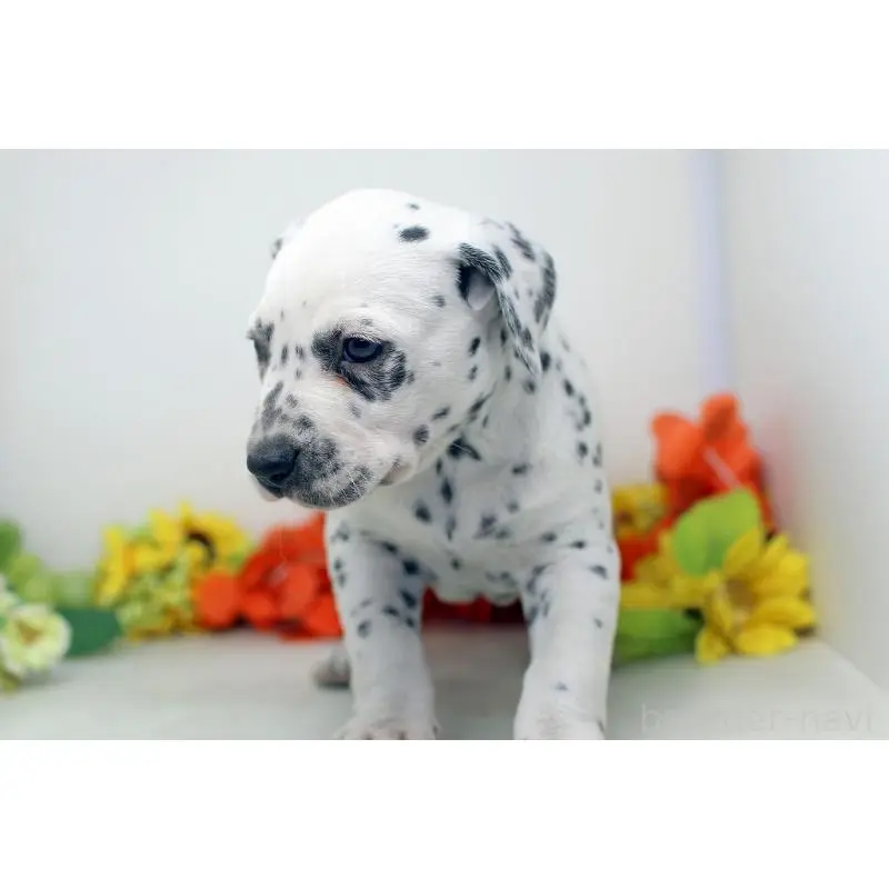 販売中の埼玉県のダルメシアン-452393の2枚目