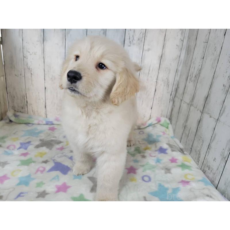 販売中の三重県のゴールデンレトリーバー-446592の5枚目