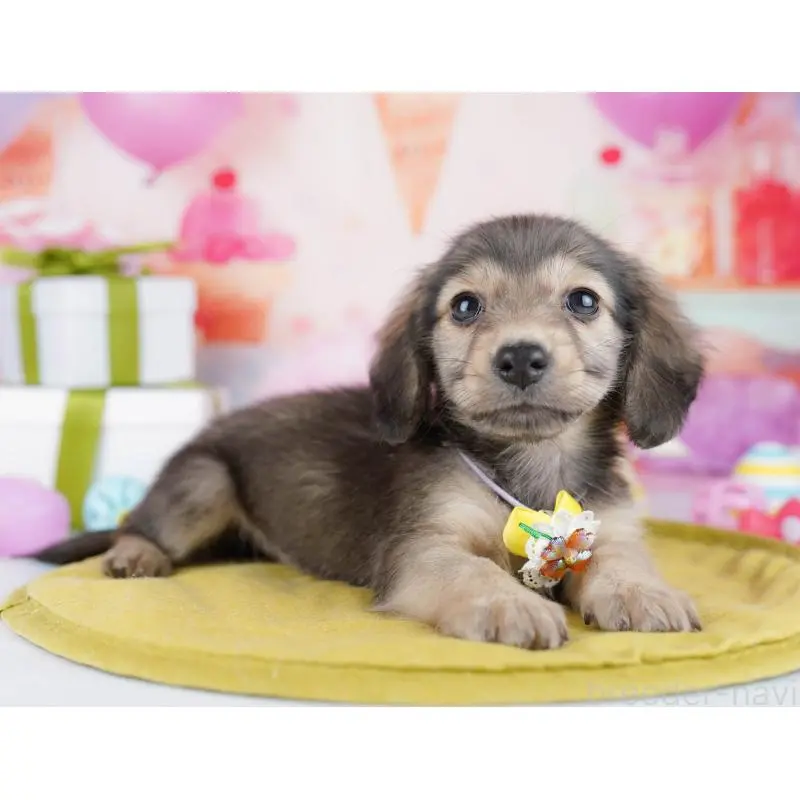 販売中の東京都のチワックス:チワワ×ミニチュアダックスフンド-453396の7枚目