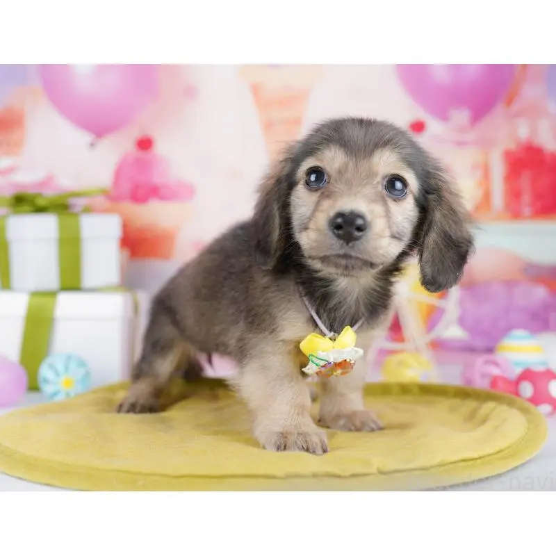 販売中の東京都のチワックス:チワワ×ミニチュアダックスフンド-453396の6枚目