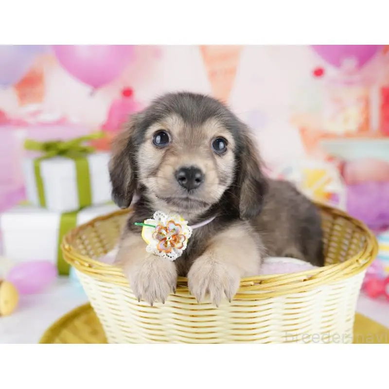 販売中の東京都のチワックス:チワワ×ミニチュアダックスフンド-453396の4枚目