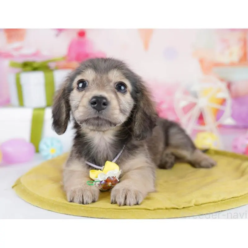 販売中の東京都のチワックス:チワワ×ミニチュアダックスフンド-453396の3枚目