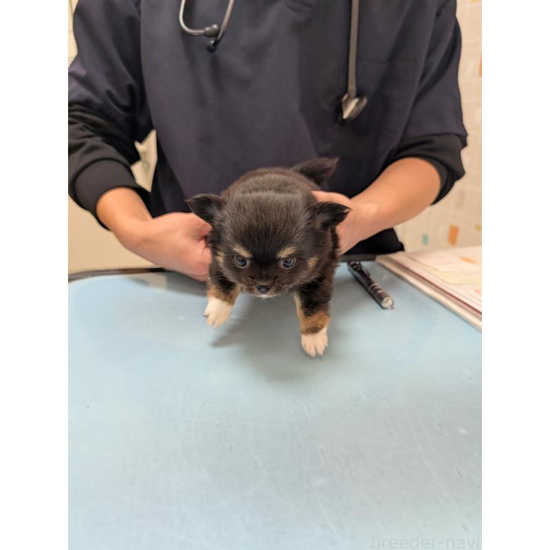 商談中の愛知県のチワワ(ロングコート)-447152の14枚目