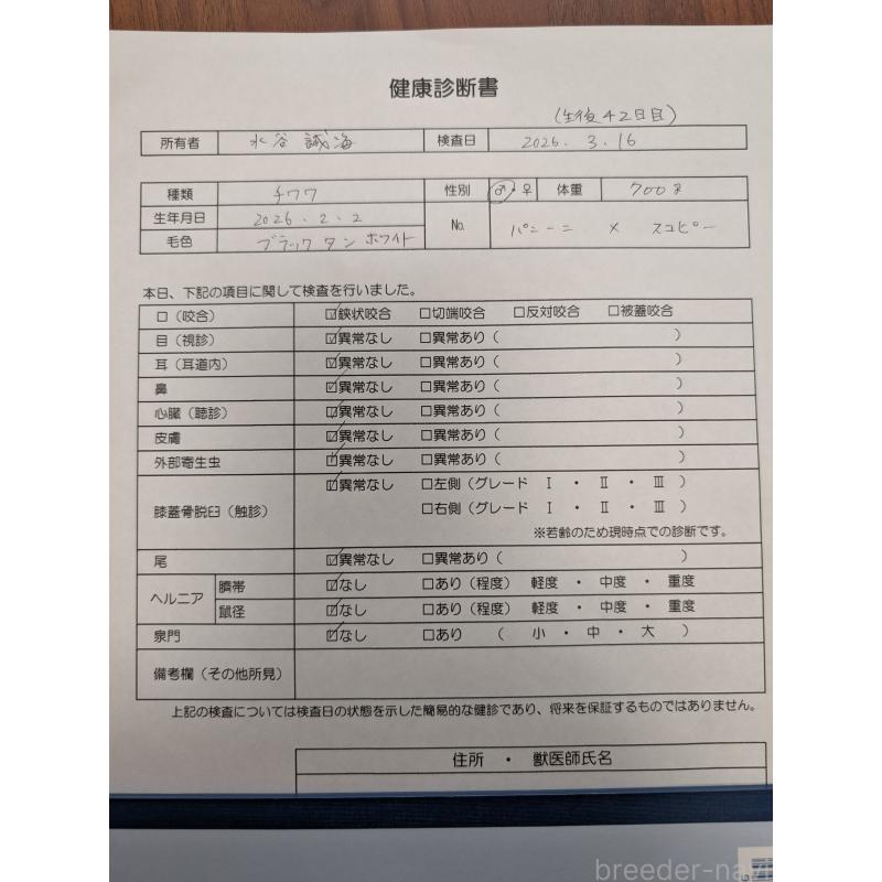 商談中の愛知県のチワワ(ロングコート)-447152の13枚目