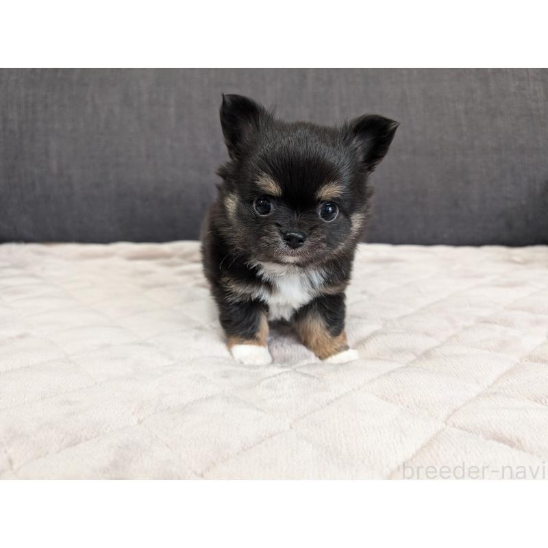 商談中の愛知県のチワワ(ロングコート)-447152の12枚目