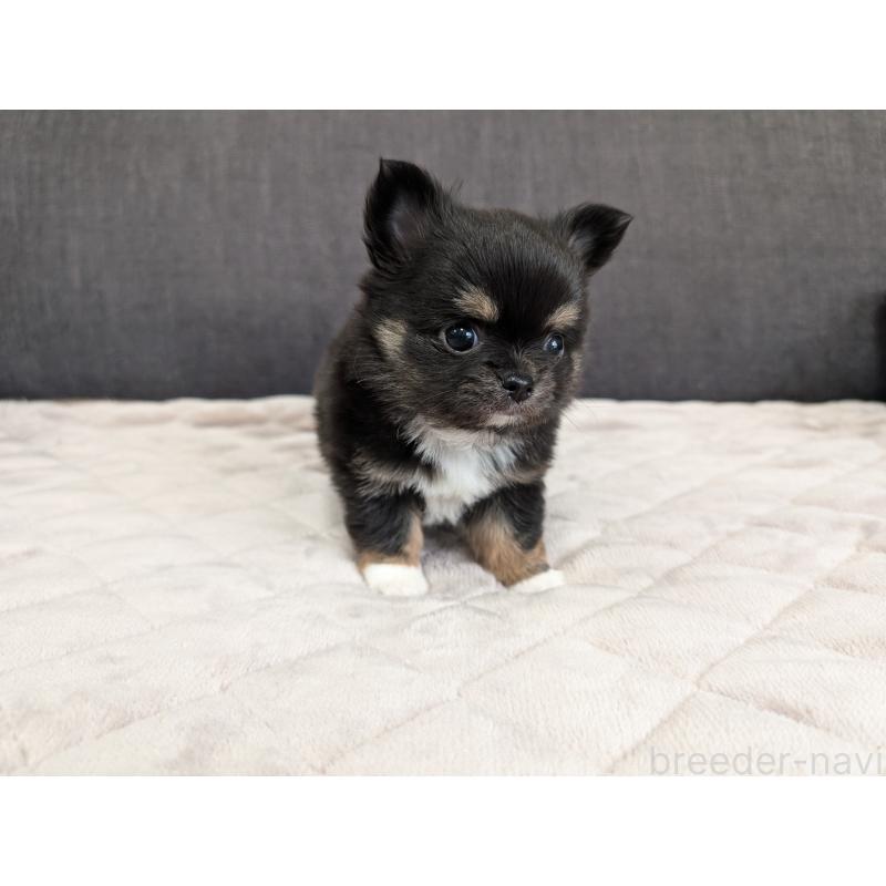 商談中の愛知県のチワワ(ロングコート)-447152の11枚目