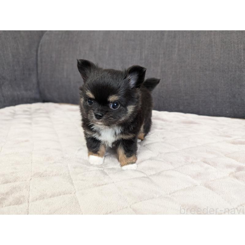 商談中の愛知県のチワワ(ロングコート)-447152の10枚目