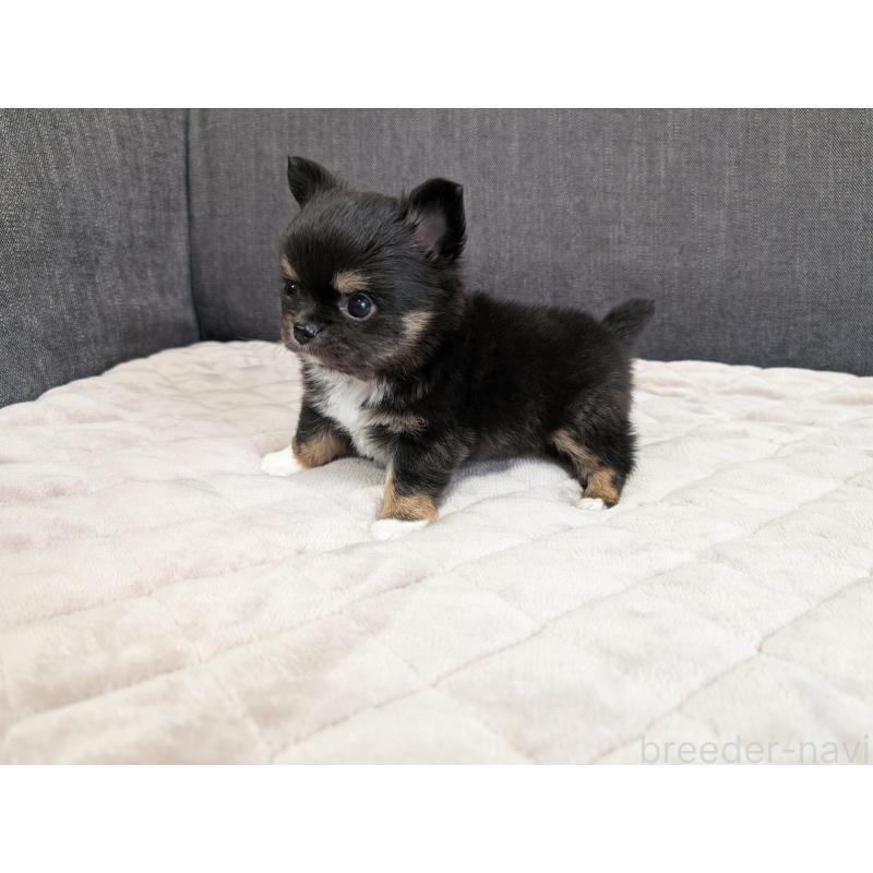 商談中の愛知県のチワワ(ロングコート)-447152の8枚目