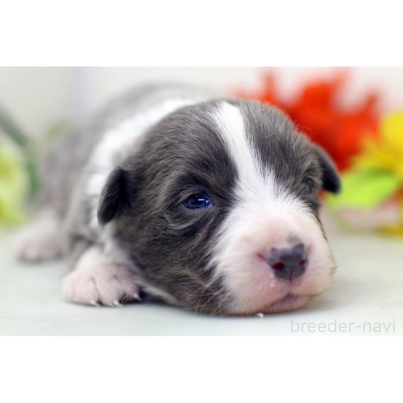 販売中の埼玉県のボーダーコリー-452394の8枚目