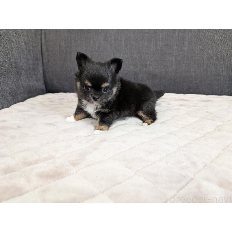 商談中の愛知県のチワワ(ロングコート)-447152の7枚目