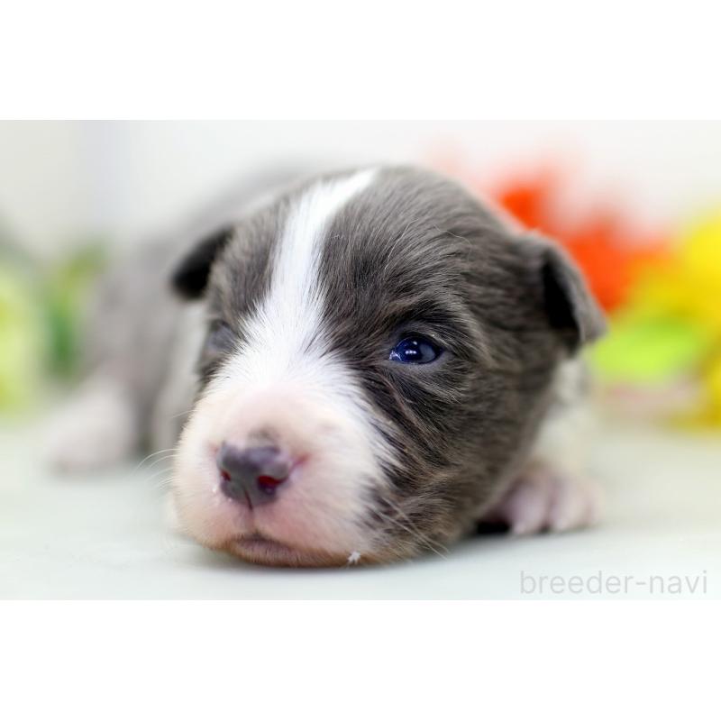 販売中の埼玉県のボーダーコリー-452394の7枚目