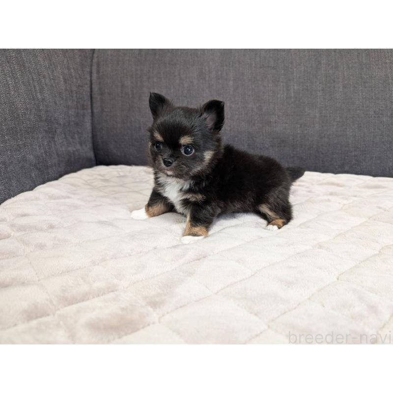 商談中の愛知県のチワワ(ロングコート)-447152の6枚目