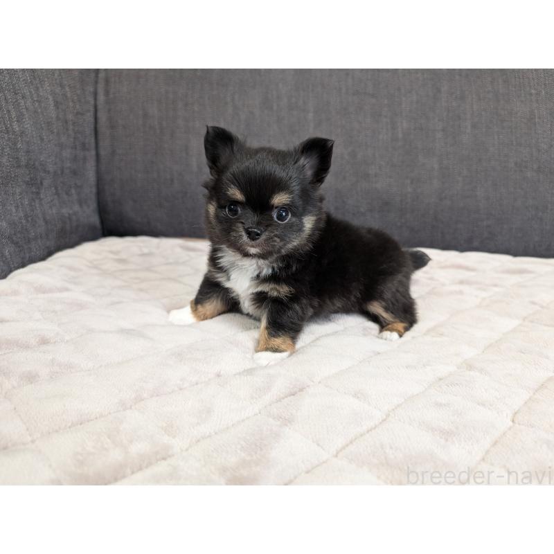 商談中の愛知県のチワワ(ロングコート)-447152の5枚目