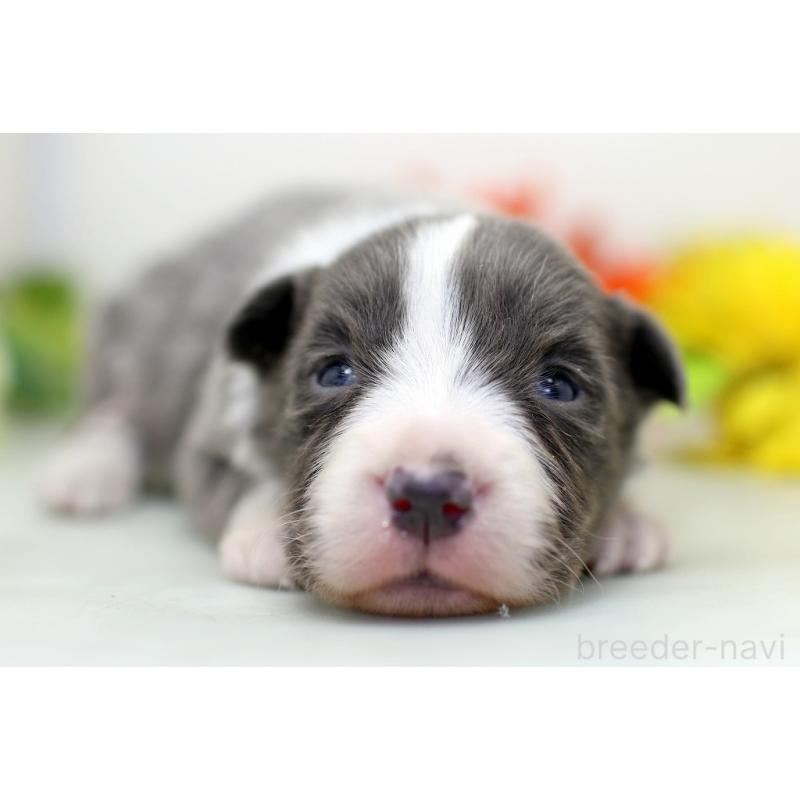 販売中の埼玉県のボーダーコリー-452394の6枚目