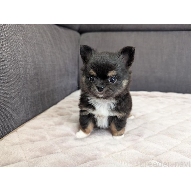 商談中の愛知県のチワワ(ロングコート)-447152の4枚目