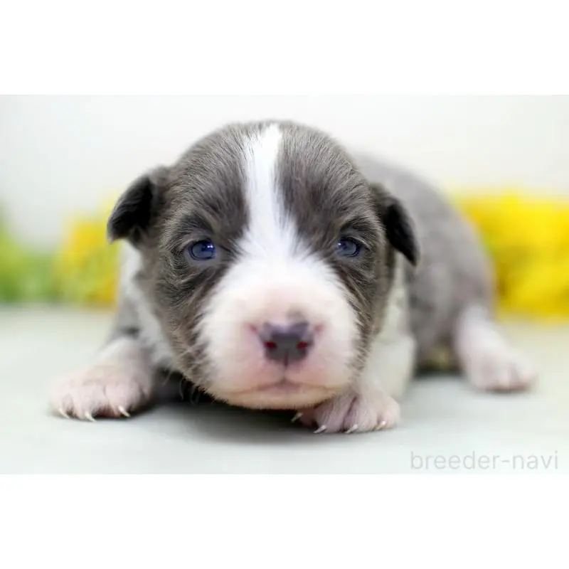 販売中の埼玉県のボーダーコリー-452394の5枚目