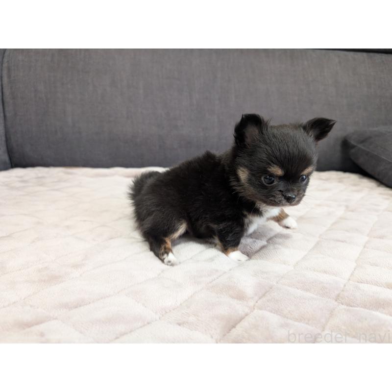 商談中の愛知県のチワワ(ロングコート)-447152の3枚目