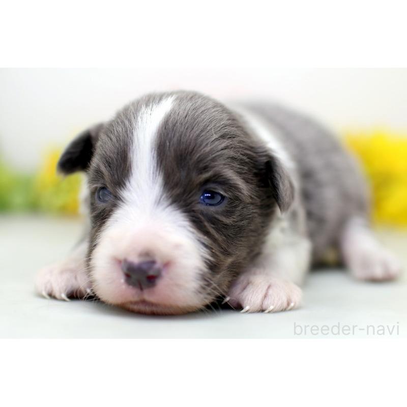 販売中の埼玉県のボーダーコリー-452394の4枚目