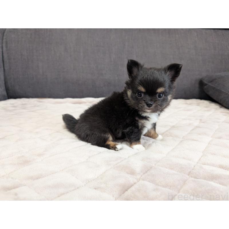 商談中の愛知県のチワワ(ロングコート)-447152の2枚目