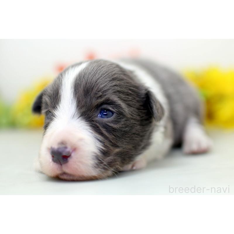 販売中の埼玉県のボーダーコリー-452394の3枚目