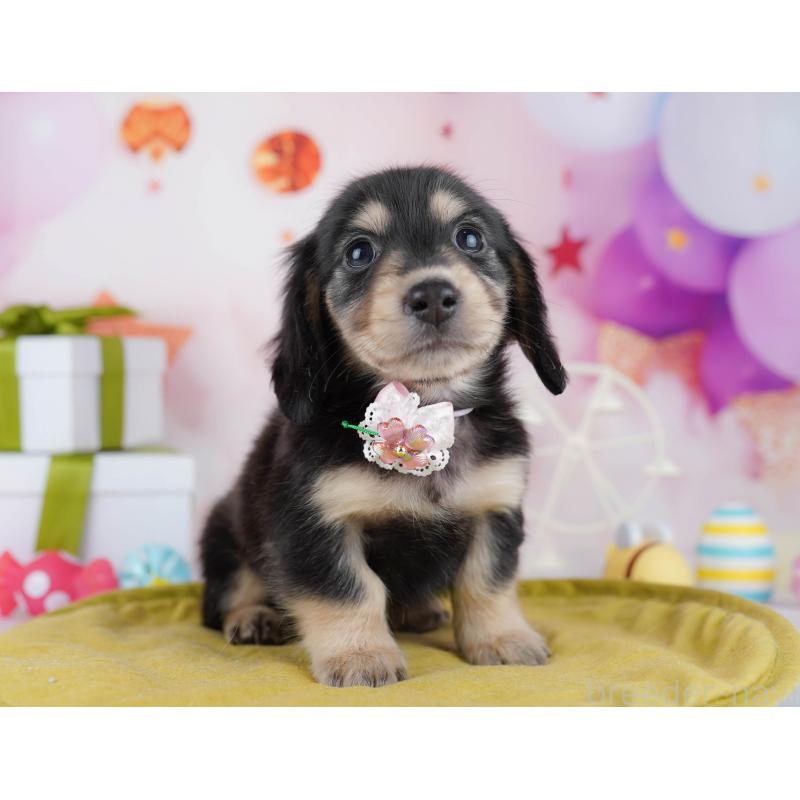 販売中の東京都のチワックス:チワワ×ミニチュアダックスフンド-453394の8枚目