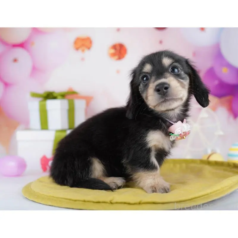 販売中の東京都のチワックス:チワワ×ミニチュアダックスフンド-453394の7枚目