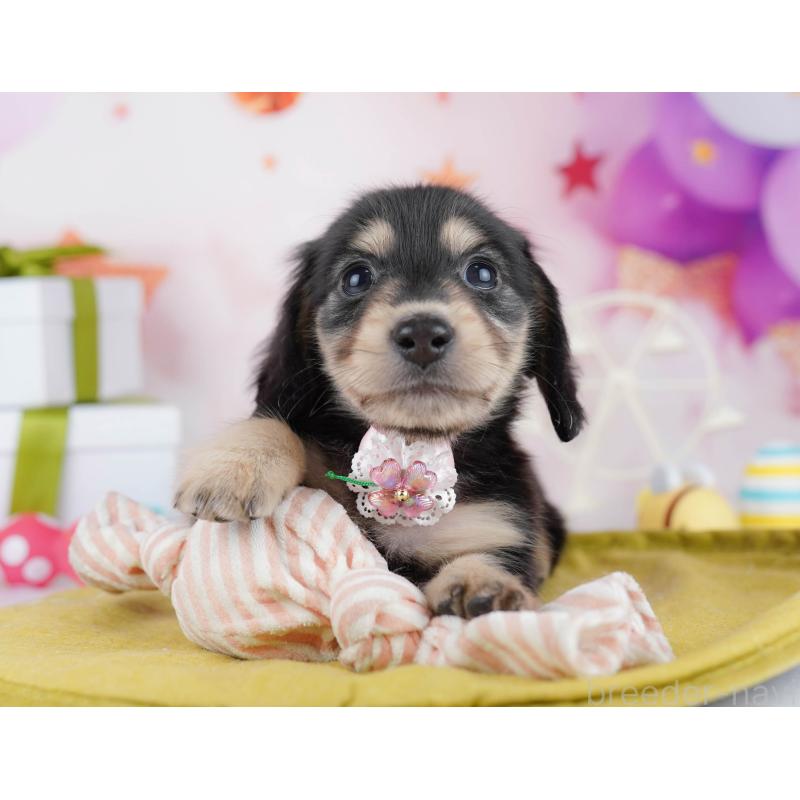 販売中の東京都のチワックス:チワワ×ミニチュアダックスフンド-453394の6枚目