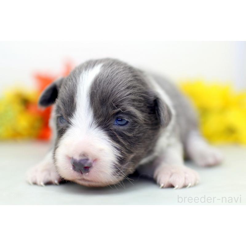 販売中の埼玉県のボーダーコリー-452394の2枚目