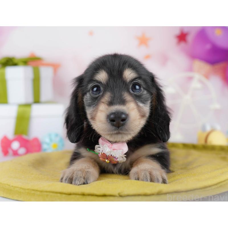 販売中の東京都のチワックス:チワワ×ミニチュアダックスフンド-453394の5枚目