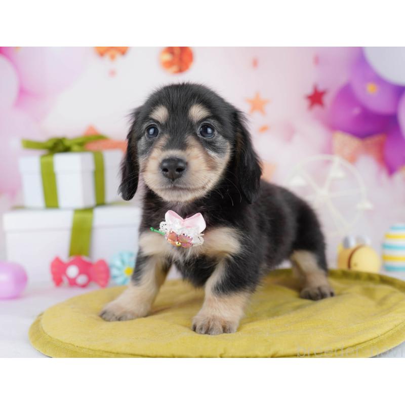 販売中の東京都のチワックス:チワワ×ミニチュアダックスフンド-453394の4枚目