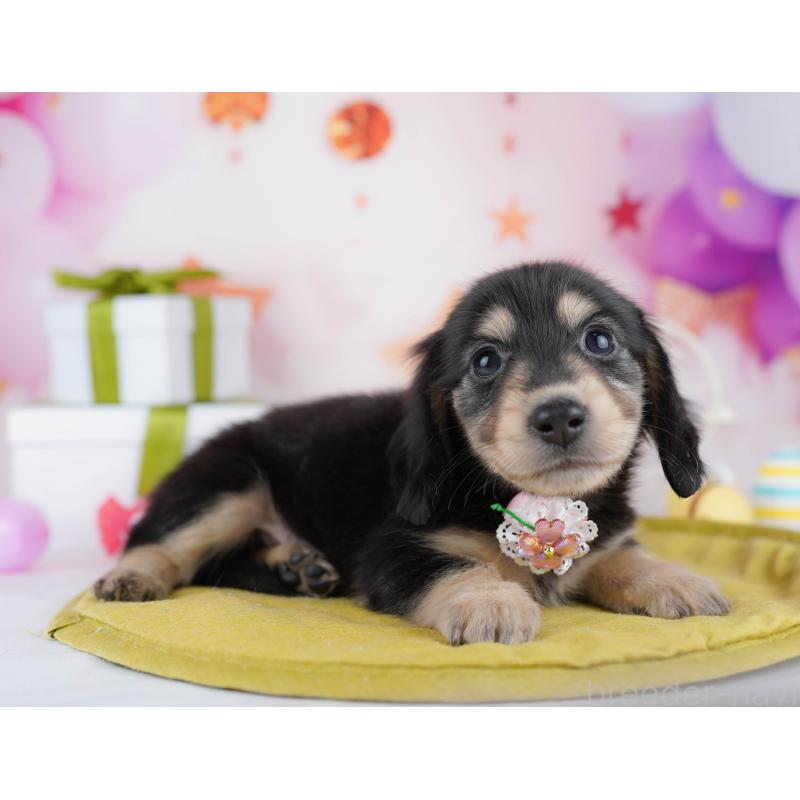 販売中の東京都のチワックス:チワワ×ミニチュアダックスフンド-453394の3枚目