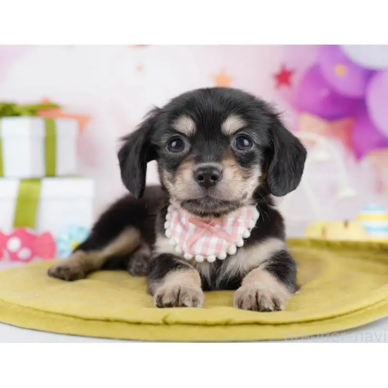 販売中の東京都のチワックス:チワワ×ミニチュアダックスフンド-453385の7枚目