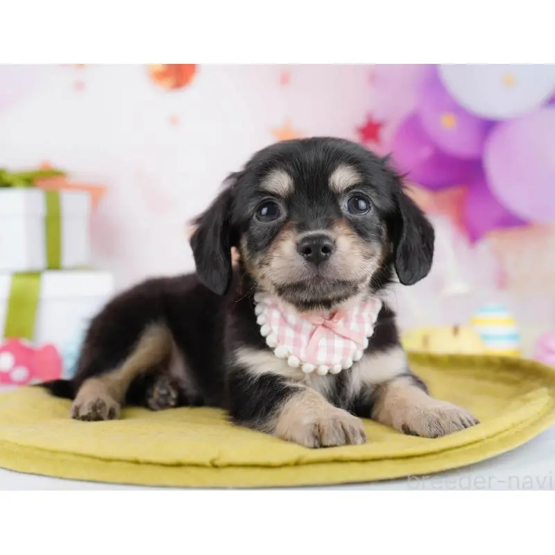 販売中の東京都のチワックス:チワワ×ミニチュアダックスフンド-453385の6枚目