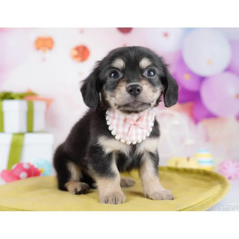 販売中の東京都のチワックス:チワワ×ミニチュアダックスフンド-453385の5枚目