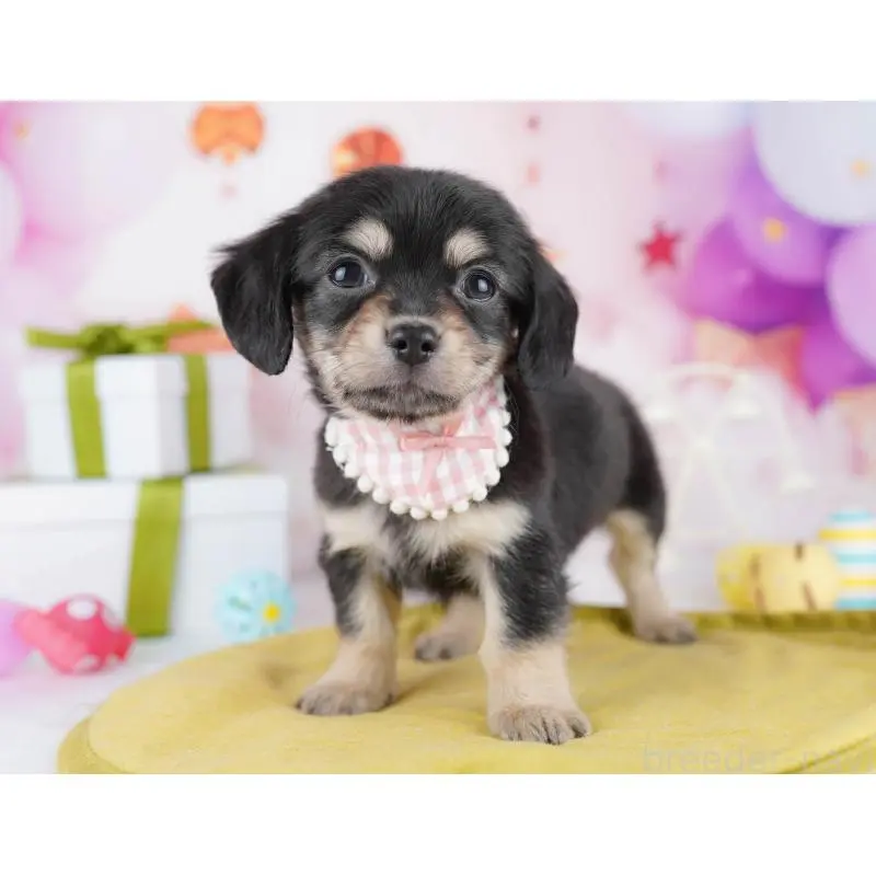 販売中の東京都のチワックス:チワワ×ミニチュアダックスフンド-453385の4枚目