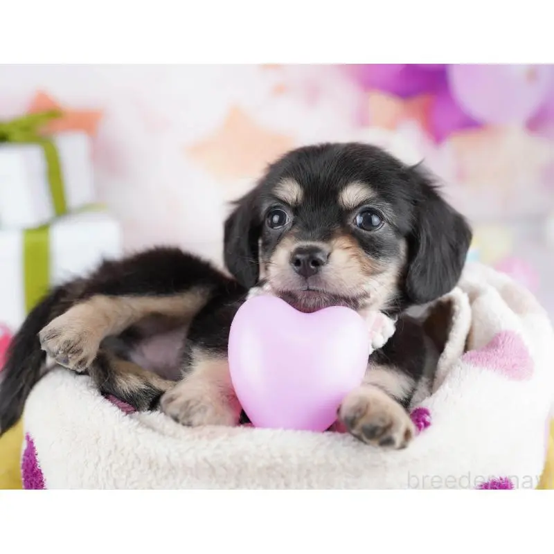 販売中の東京都のチワックス:チワワ×ミニチュアダックスフンド-453385の3枚目