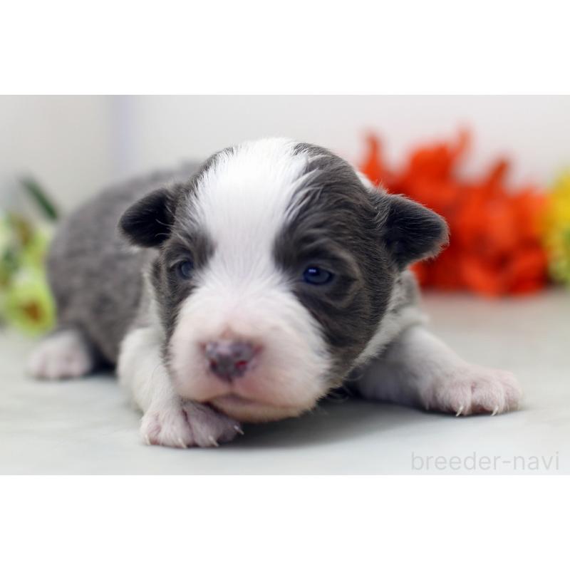 販売中の埼玉県のボーダーコリー-452395の8枚目