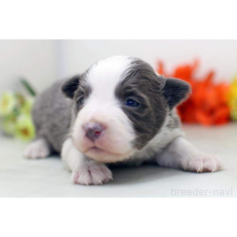 販売中の埼玉県のボーダーコリー-452395の7枚目