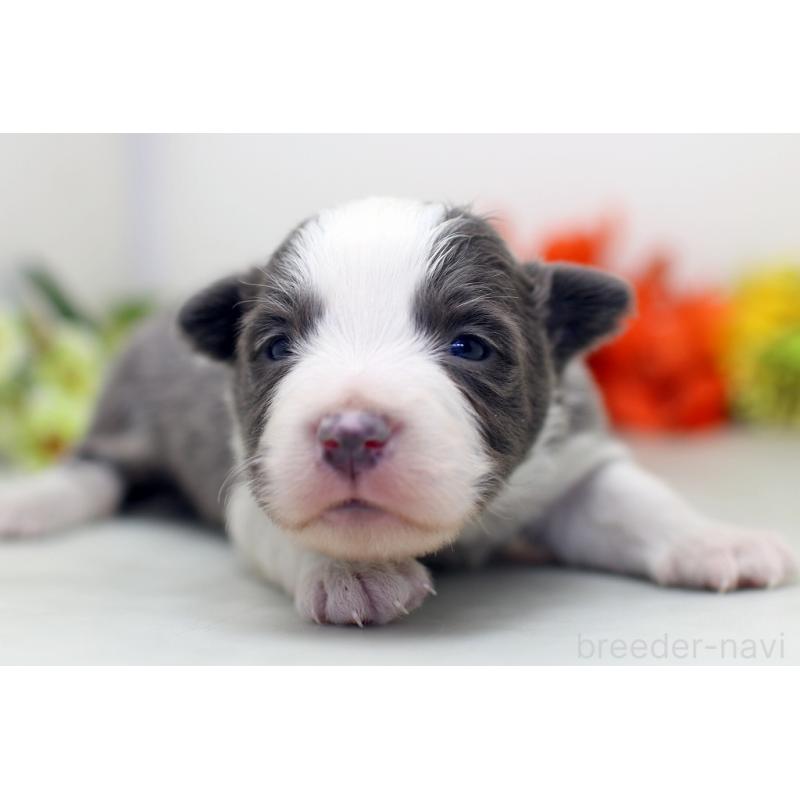 販売中の埼玉県のボーダーコリー-452395の6枚目