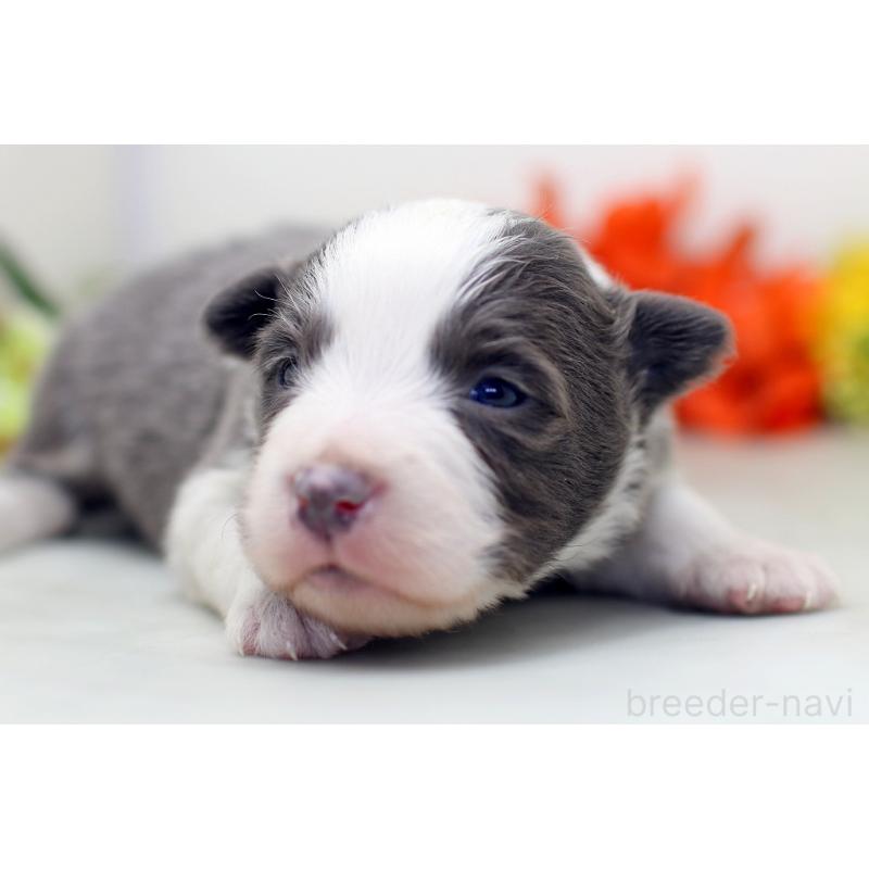 販売中の埼玉県のボーダーコリー-452395の5枚目