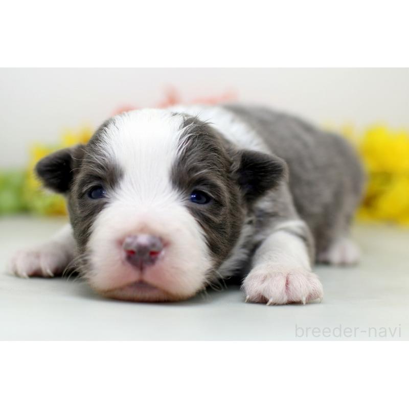 販売中の埼玉県のボーダーコリー-452395の4枚目