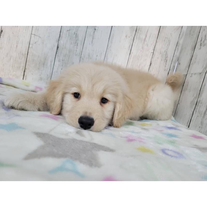 販売中の三重県のゴールデンレトリーバー-446592の3枚目