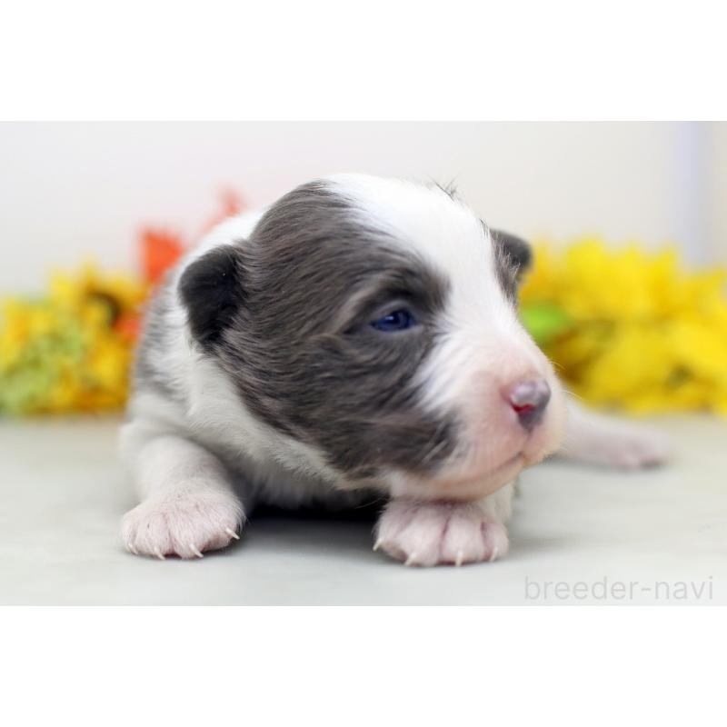 販売中の埼玉県のボーダーコリー-452395の3枚目