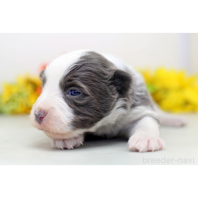 販売中の埼玉県のボーダーコリー-452395の2枚目