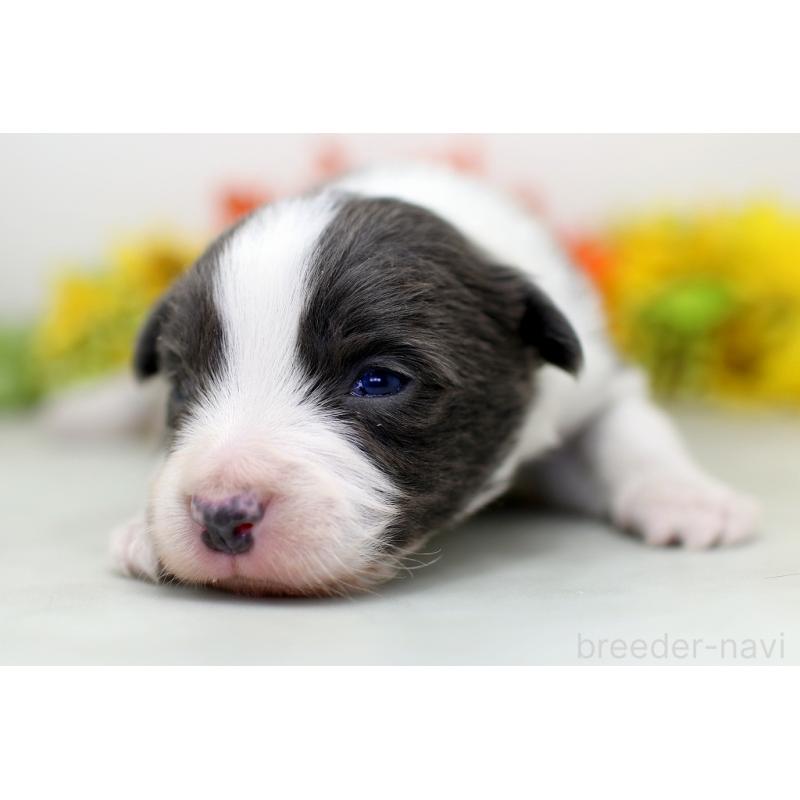 販売中の埼玉県のボーダーコリー-452396の8枚目