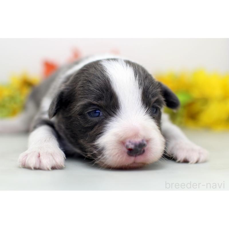 販売中の埼玉県のボーダーコリー-452396の7枚目